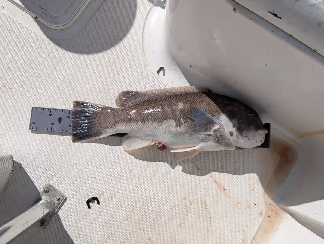 Tautog caught by JJ Ormond, October 2026