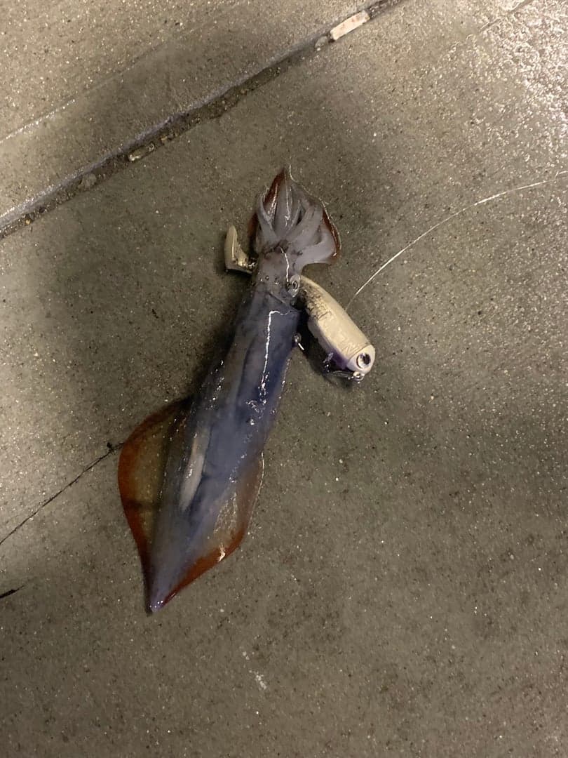 California Market Squid caught by Chief, September 2025