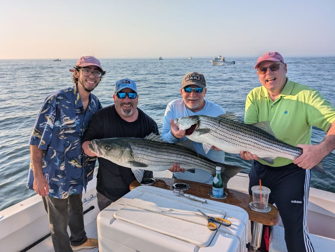 Striped Bass caught by Daniel Hermann, August 2024