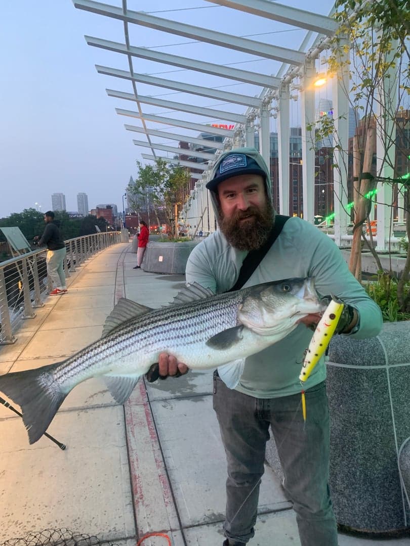 Striped Bass caught by Captain Erich, June 2025