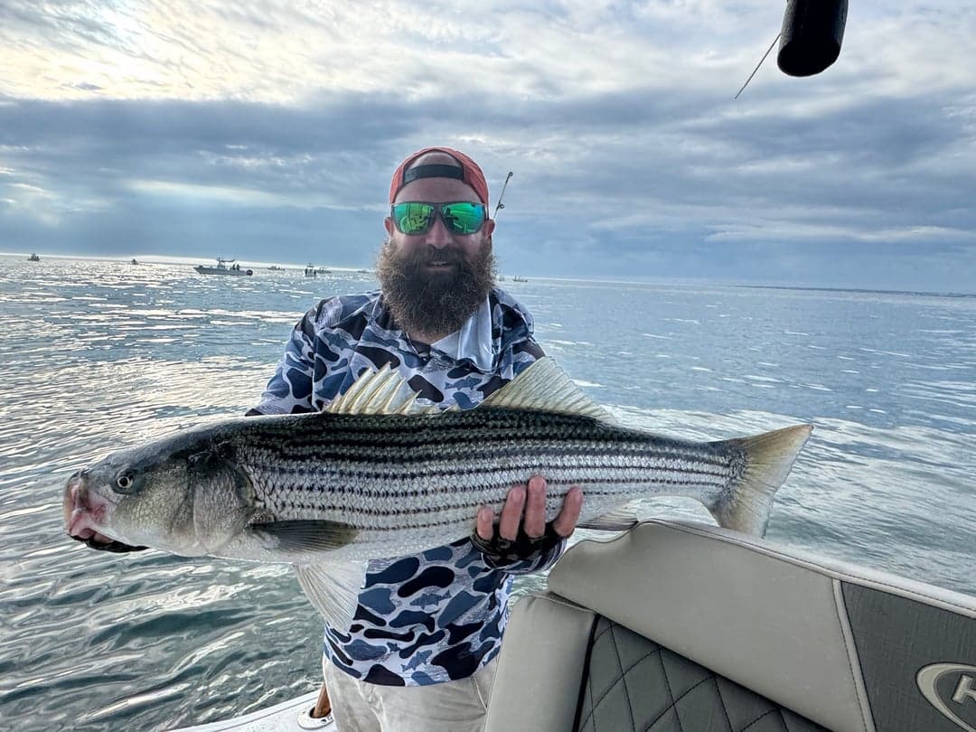 Striped Bass caught by Captain Erich, July 2025