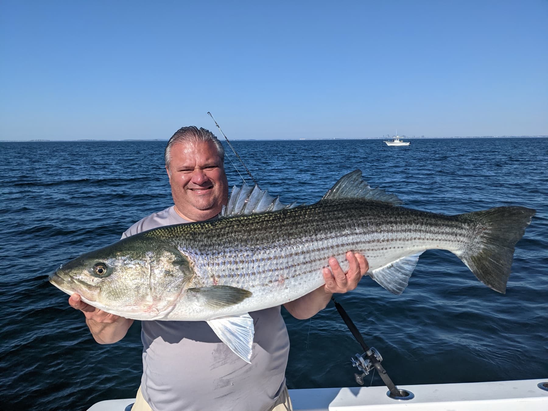 An angler in an olive tee holding a striped bass