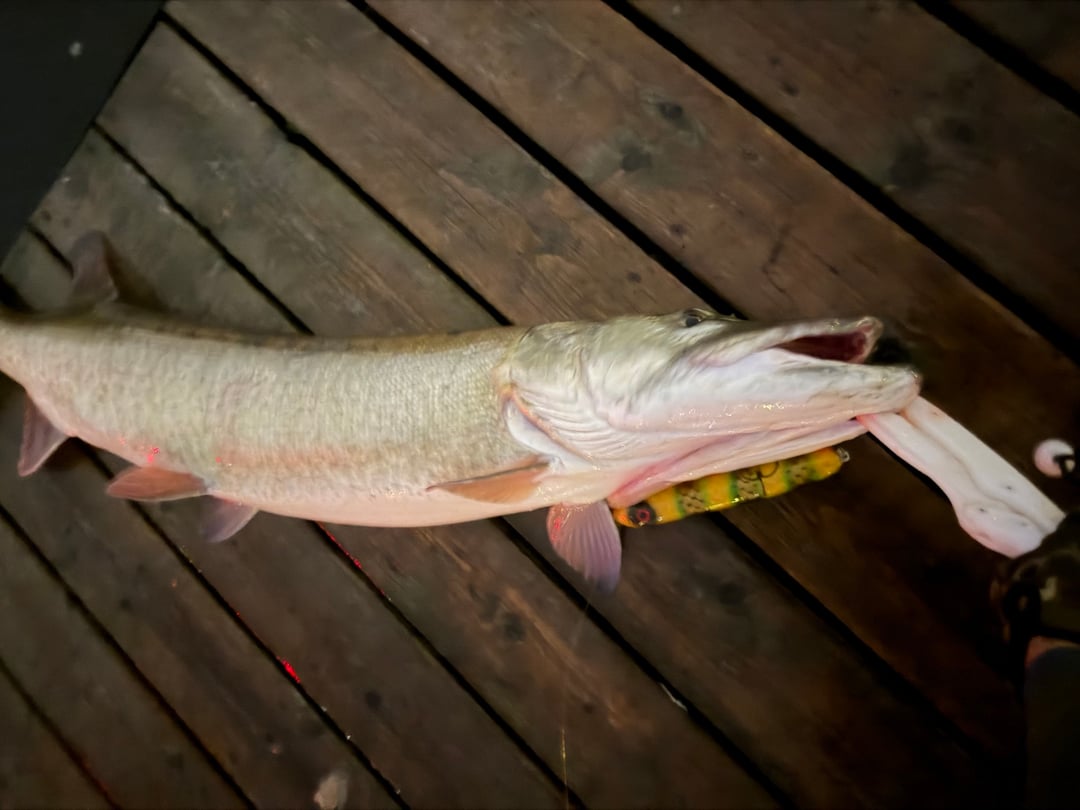 Muskellunge caught by Captain Erich