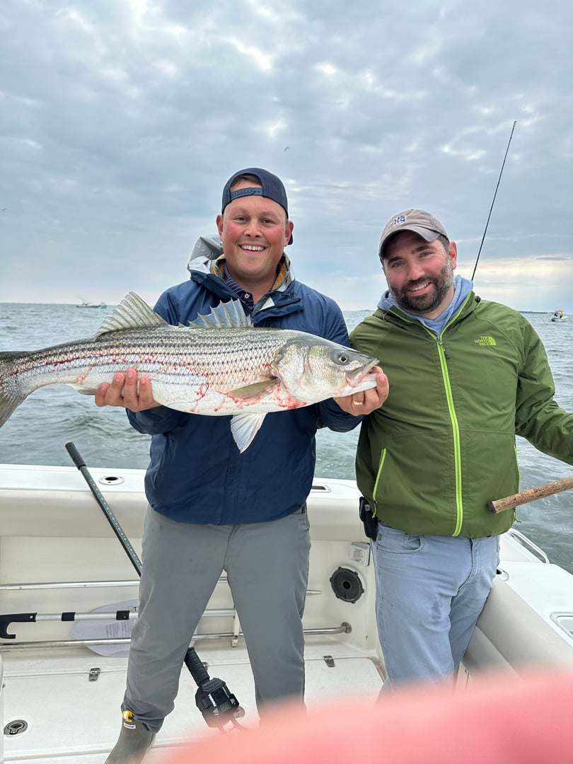 Striped Bass caught by Charles Svirk