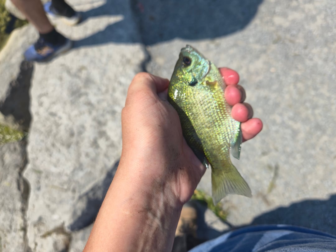 Bluegill caught by Nadia Gaspar