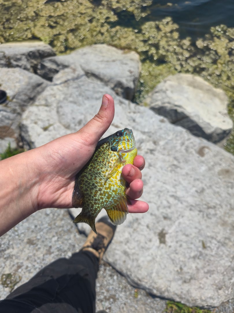 Pumpkinseed caught by Nadia Gaspar