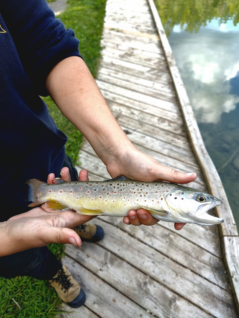 Brown Trout caught by Nadia Gaspar