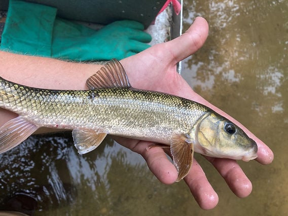 Quillback Carpsucker caught by Nadia Gaspar