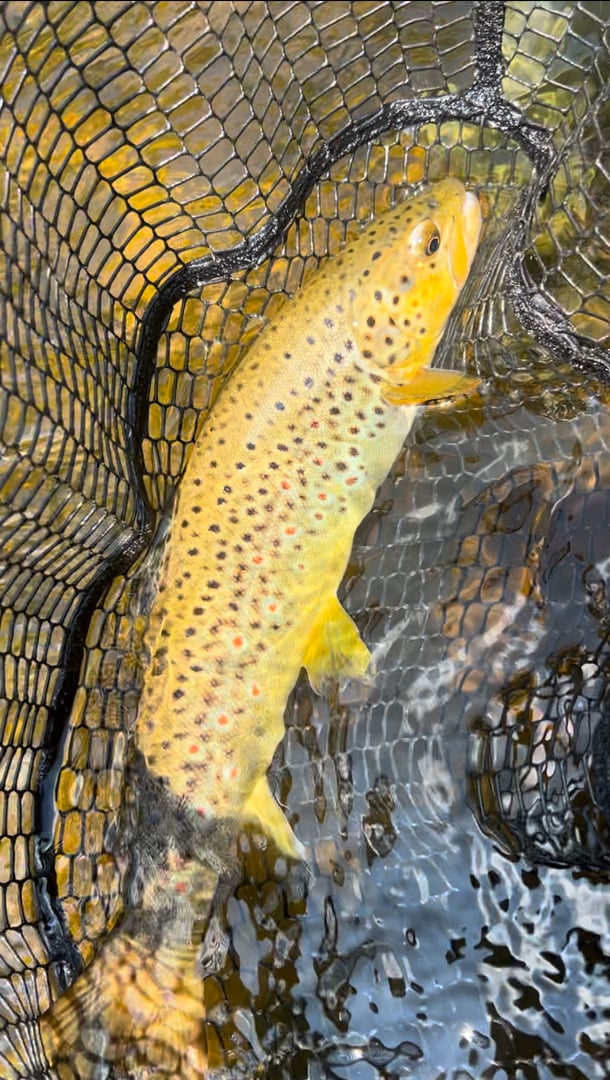 Brown Trout caught by Sam Baran