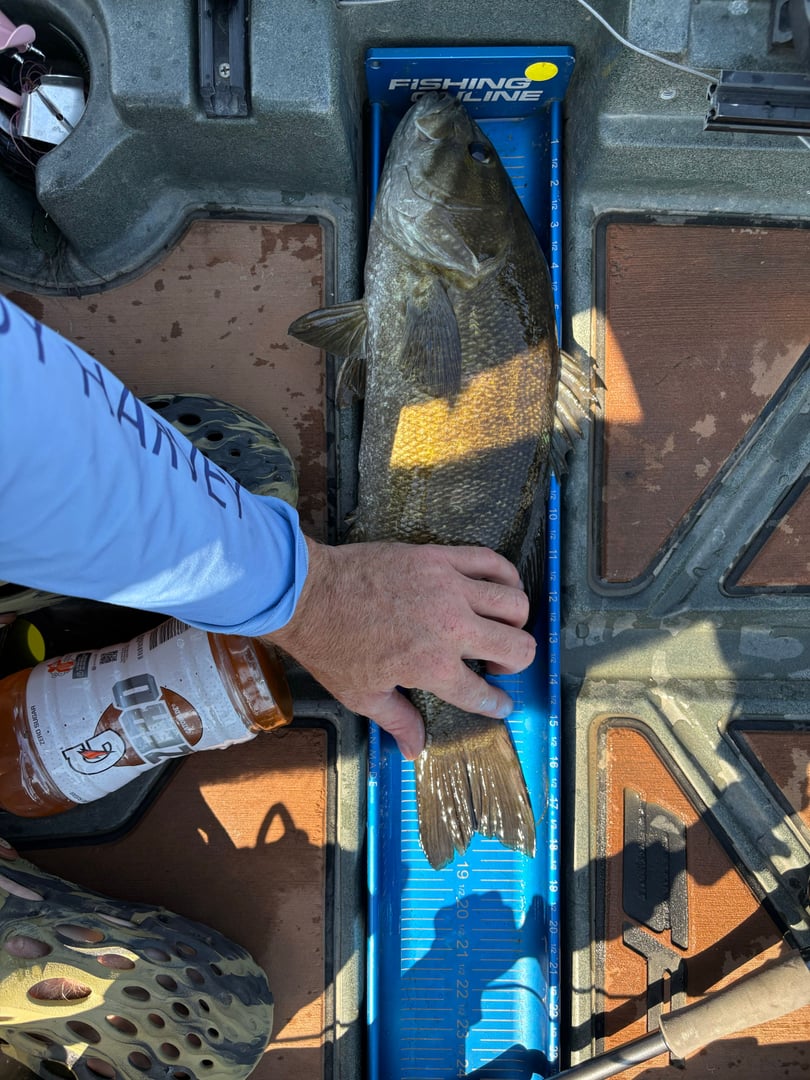 Smallmouth Bass caught by David Long