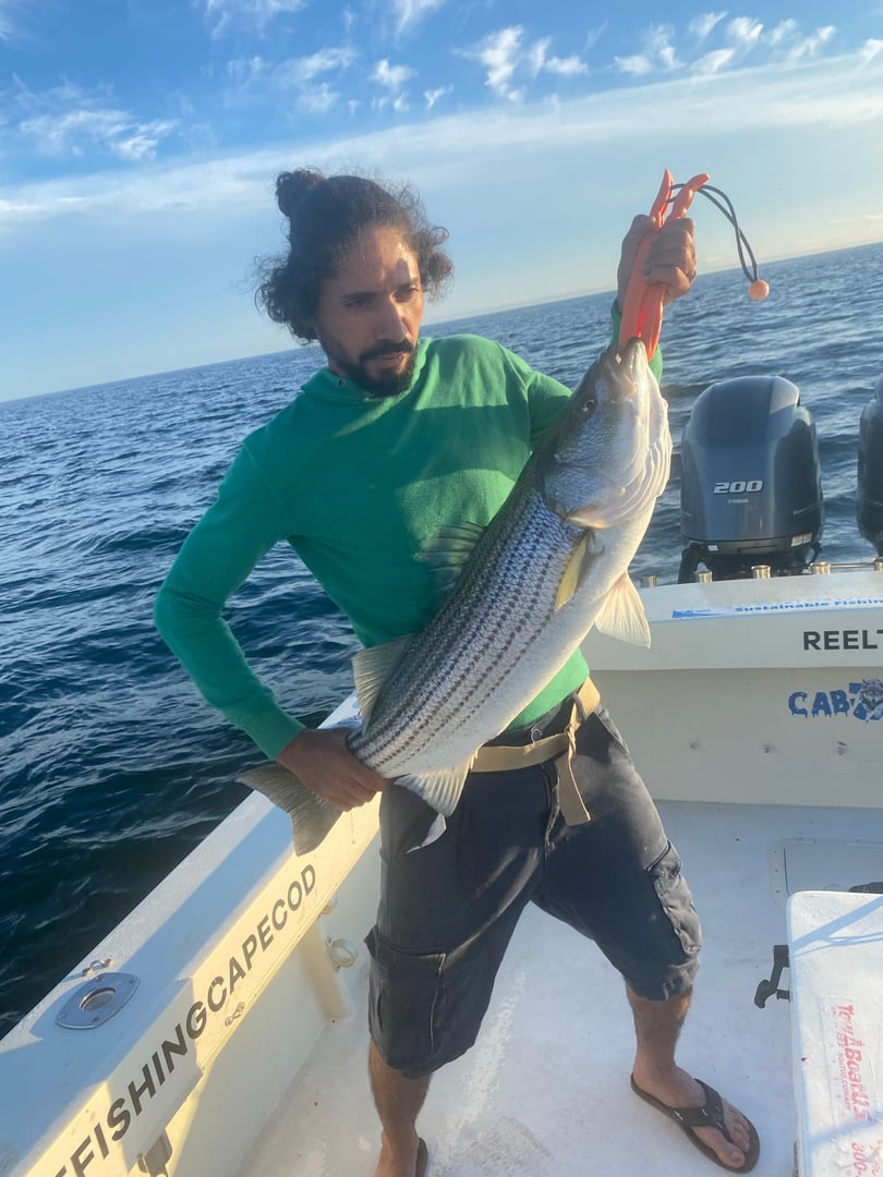 Striped Bass caught by Reel time fishing cape cod