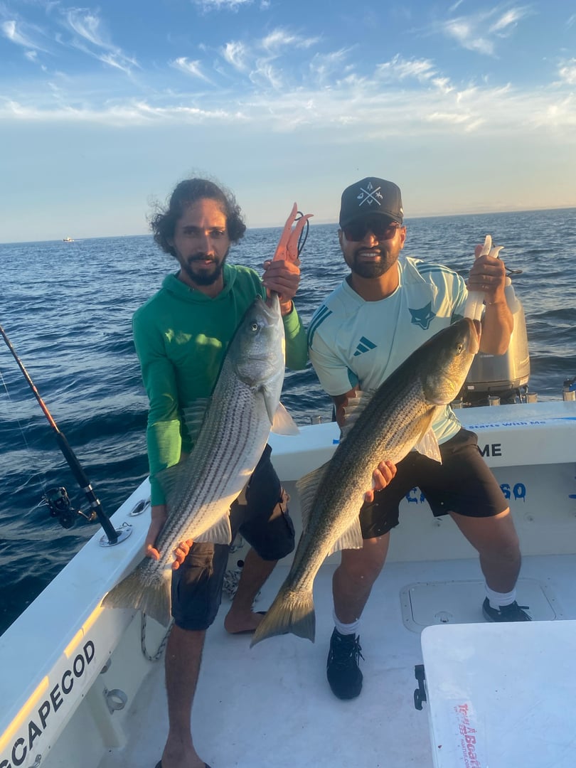 Striped Bass caught by Reel time fishing cape cod