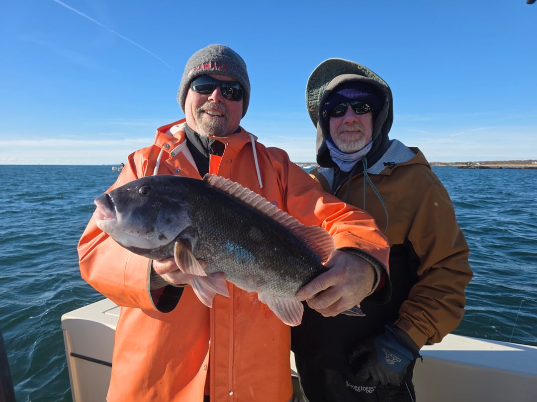 Tautog caught by Get Tight Sport Fishing Captain Brian Coombs