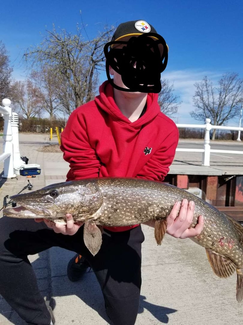 Northern Pike caught by Grayson Mcdonald