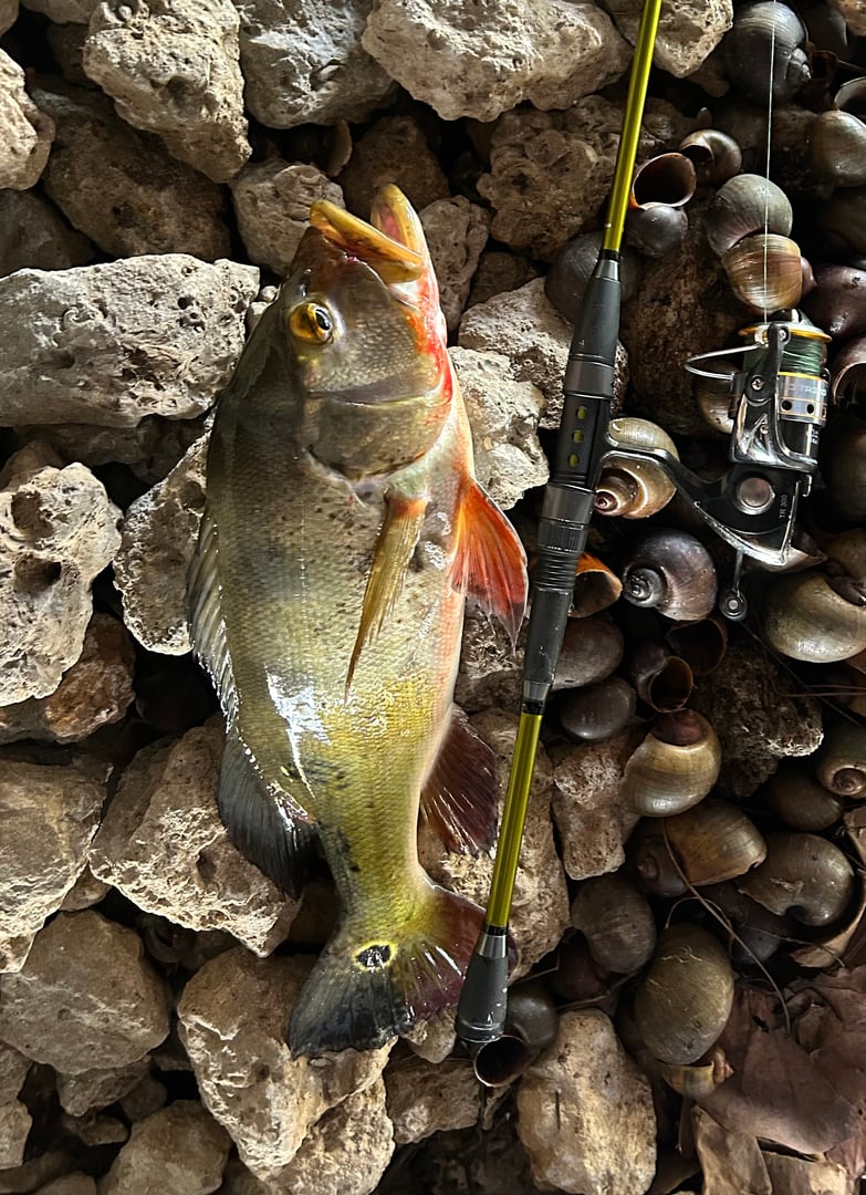 Butterfly Peacock Bass caught by Tack S