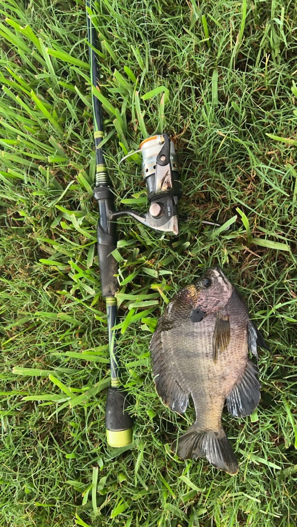 Bluegill caught by Tack S