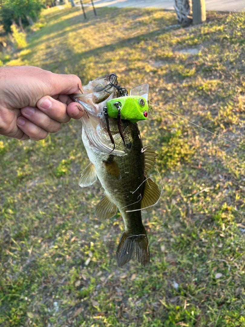 Largemouth Bass caught by Tack S