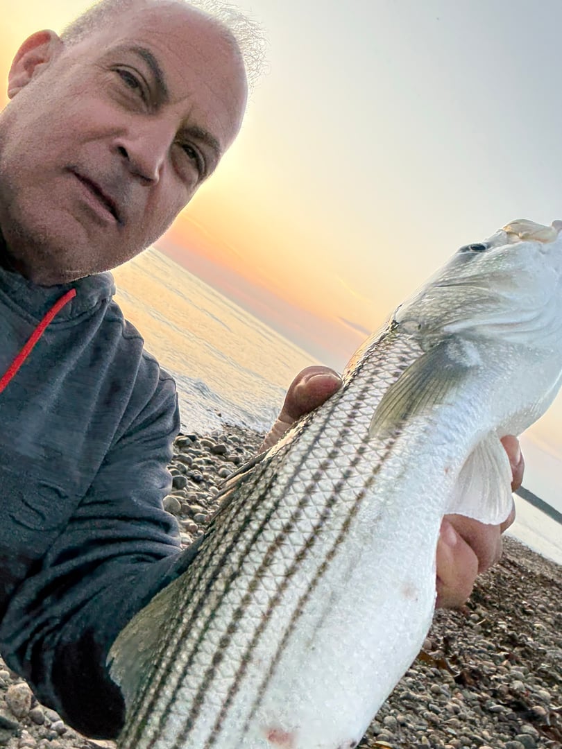 Striped Bass caught by R C
