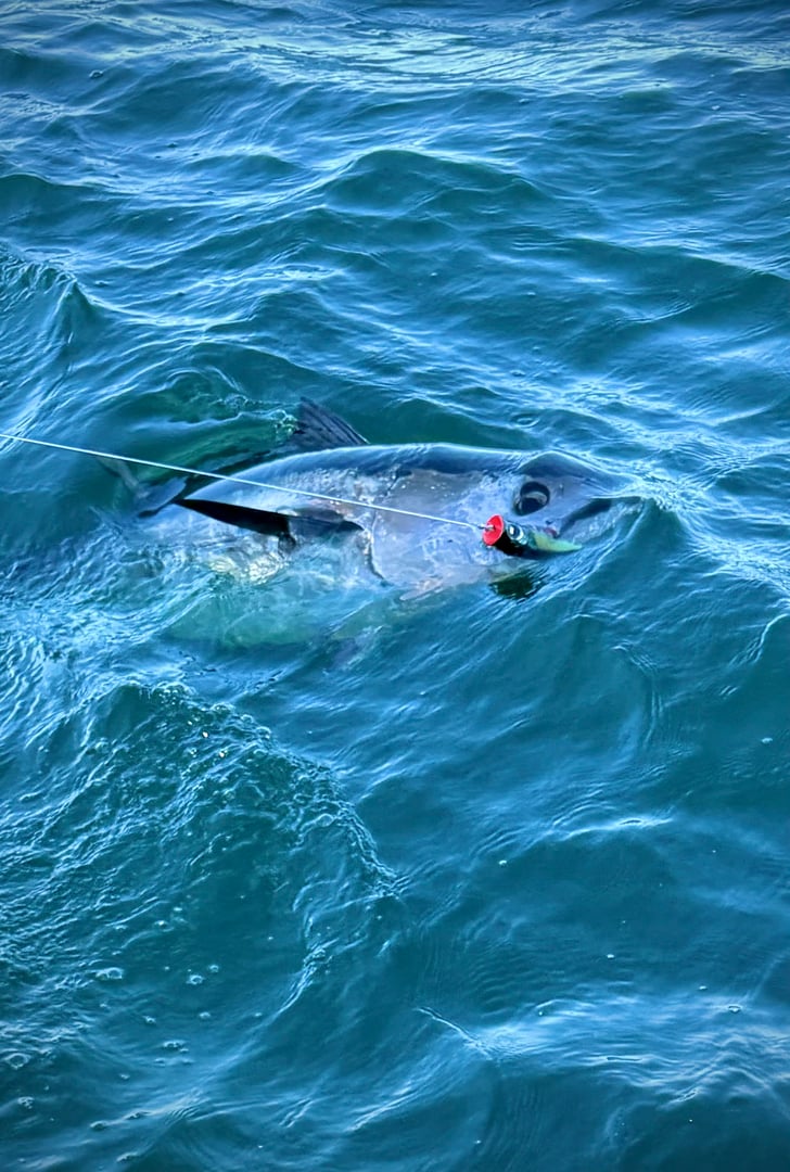 Atlantic Bluefin Tuna caught by Chris Blake