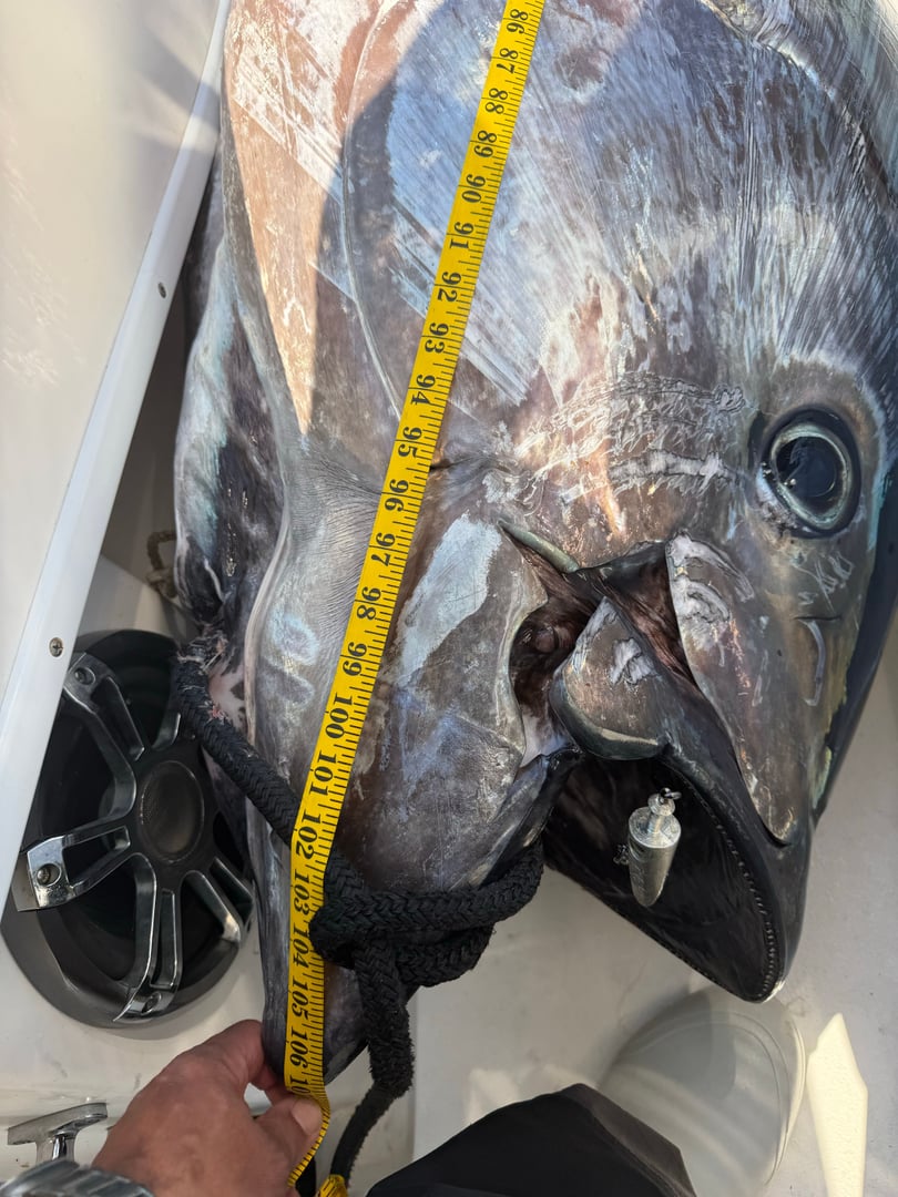 Atlantic Bluefin Tuna caught by Chris Blake