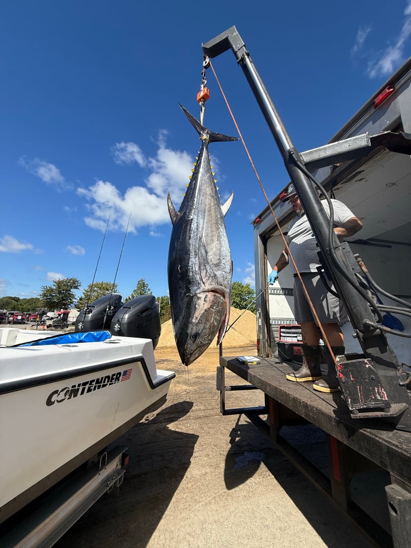Atlantic Bluefin Tuna caught by Chris Blake