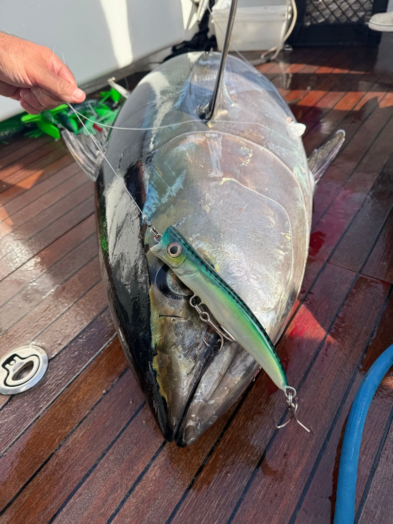 Atlantic Bigeye Tuna caught by Chris Blake