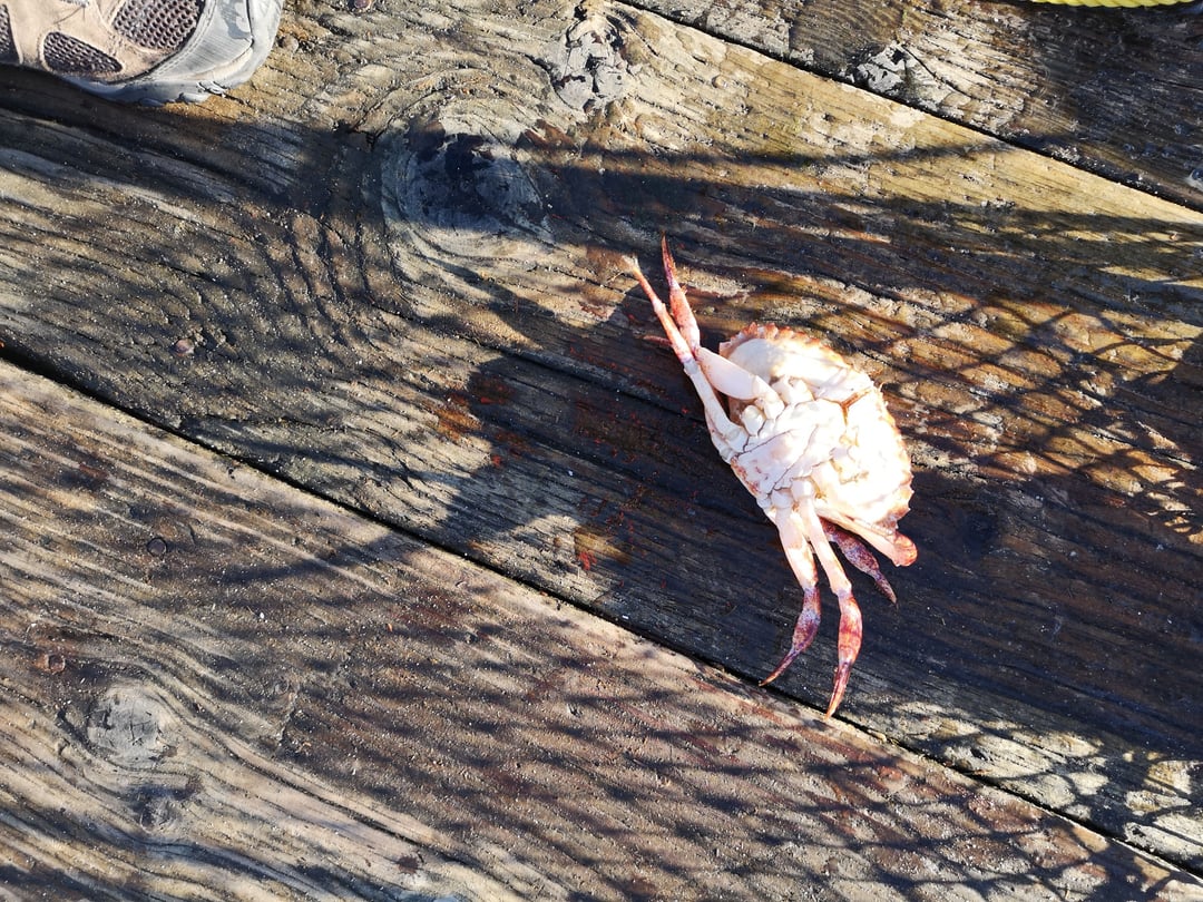 Dungeness crab  caught by mr. Jay