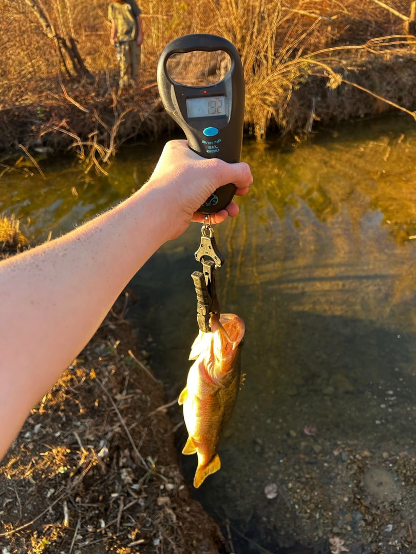Largemouth Bass caught by Tony Hix