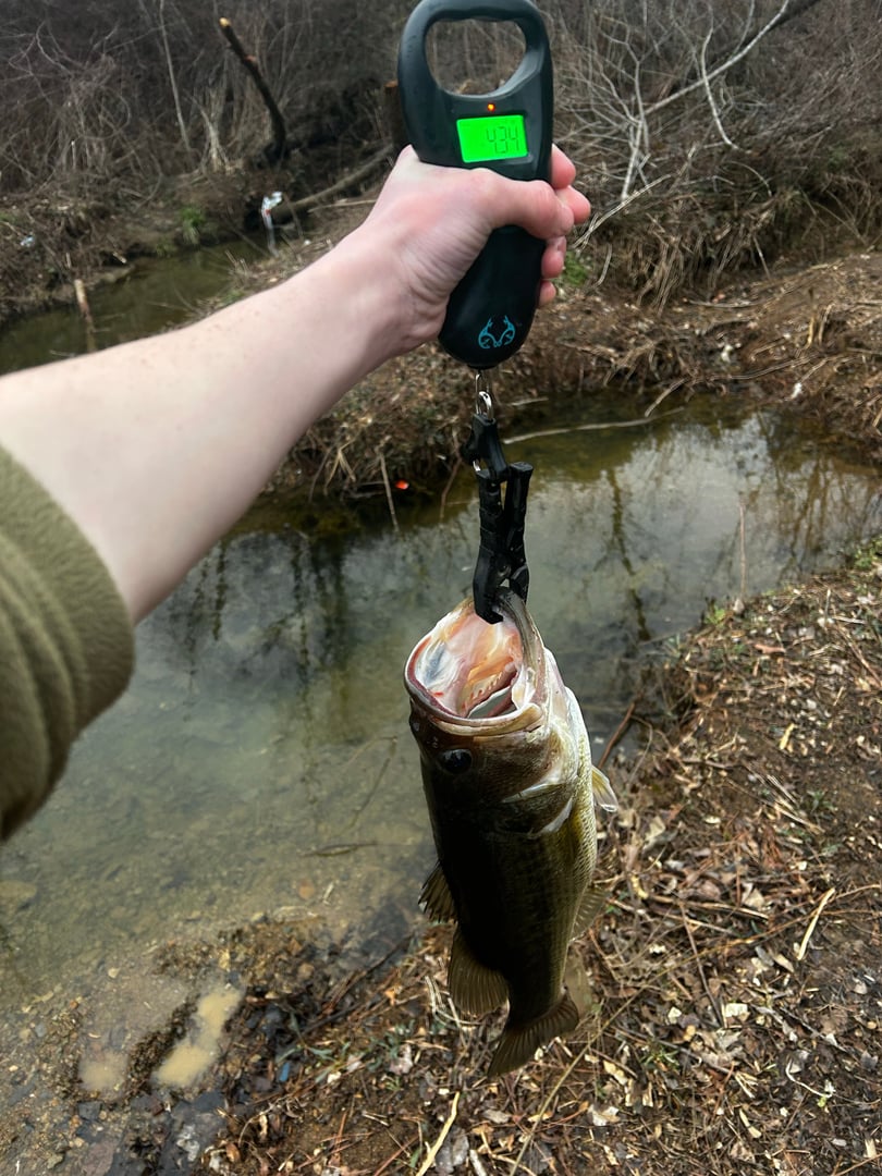 Largemouth Bass caught by Tony Hix