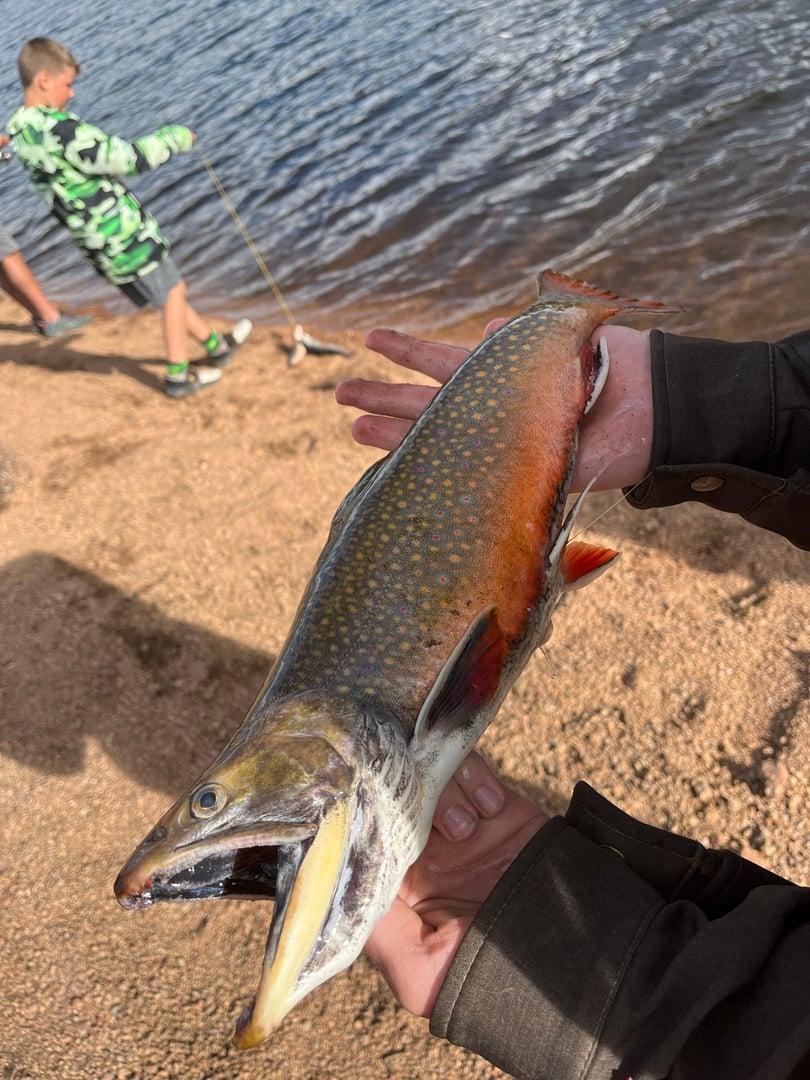 Brook Trout caught by Easton Timm