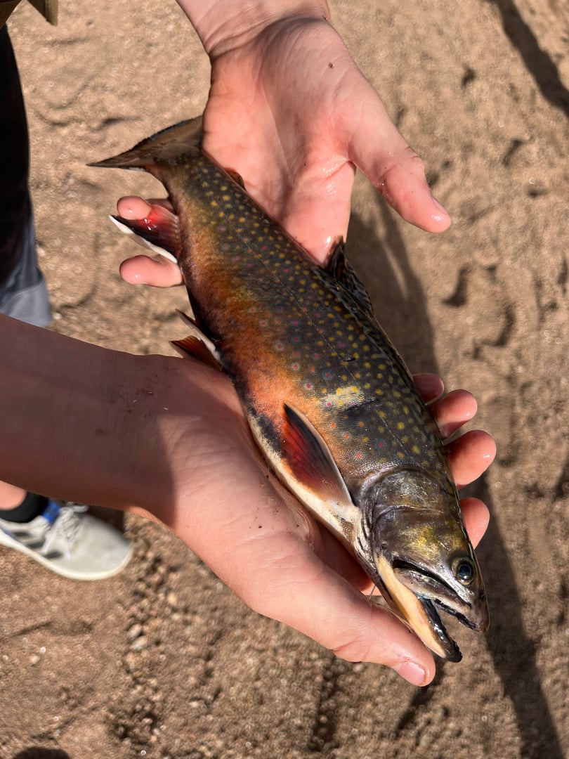 Brook Trout caught by Easton Timm
