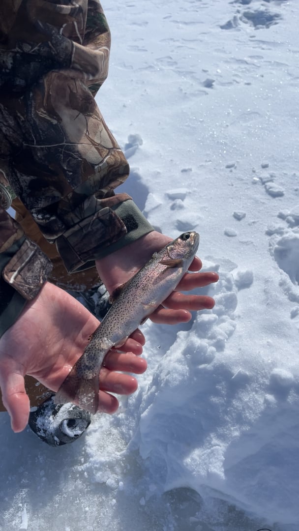 Rainbow Trout caught by Easton Timm