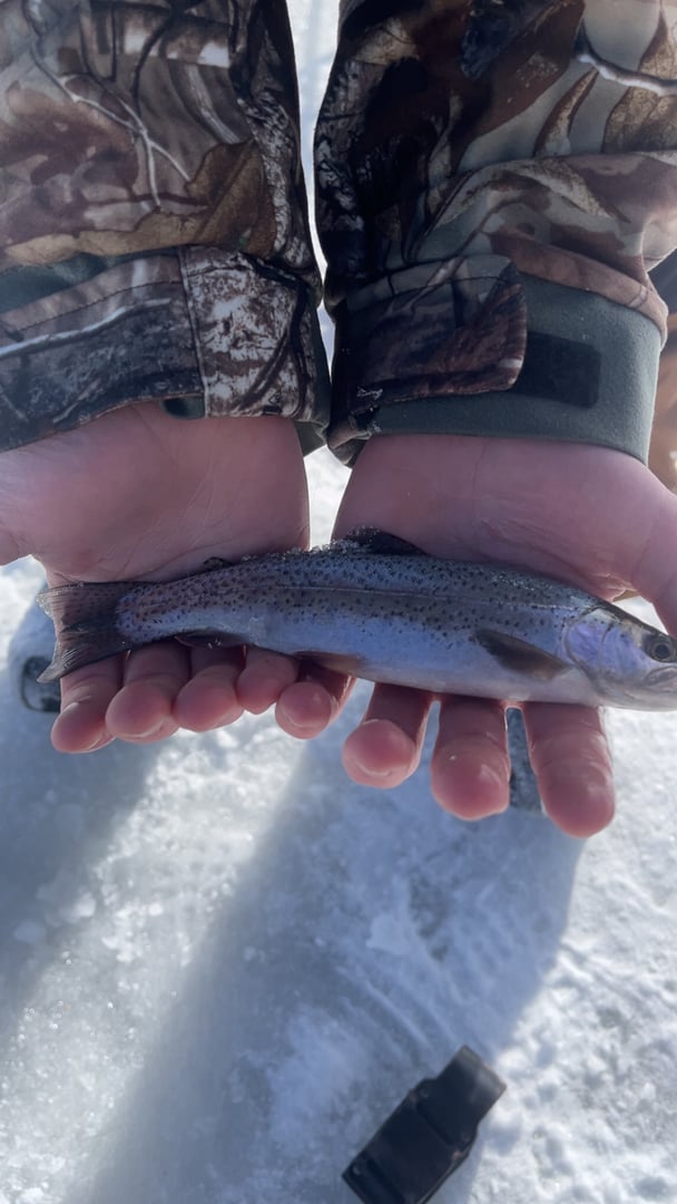 Rainbow Trout caught by Easton Timm
