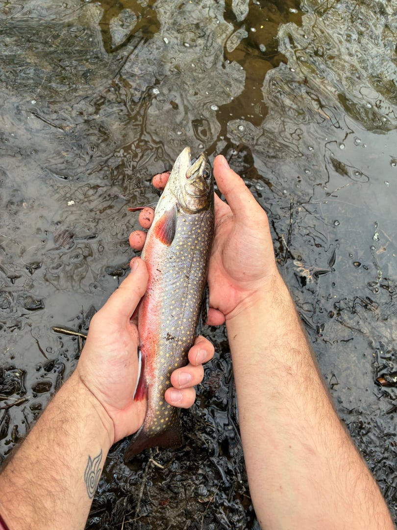 Brook Trout caught by Ryan Emma