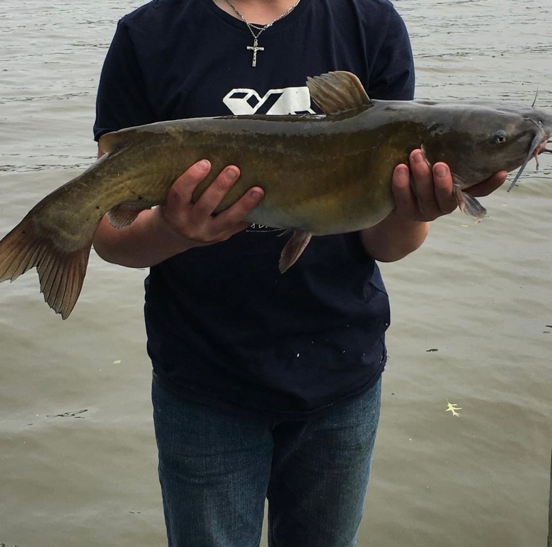 Channel Catfish caught by Ryan Emma