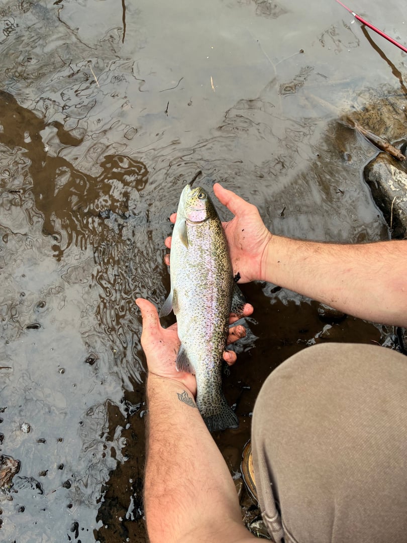 Rainbow Trout caught by Ryan Emma
