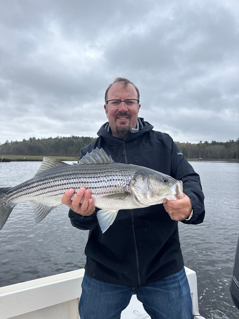 Striped Bass caught by William Mckim