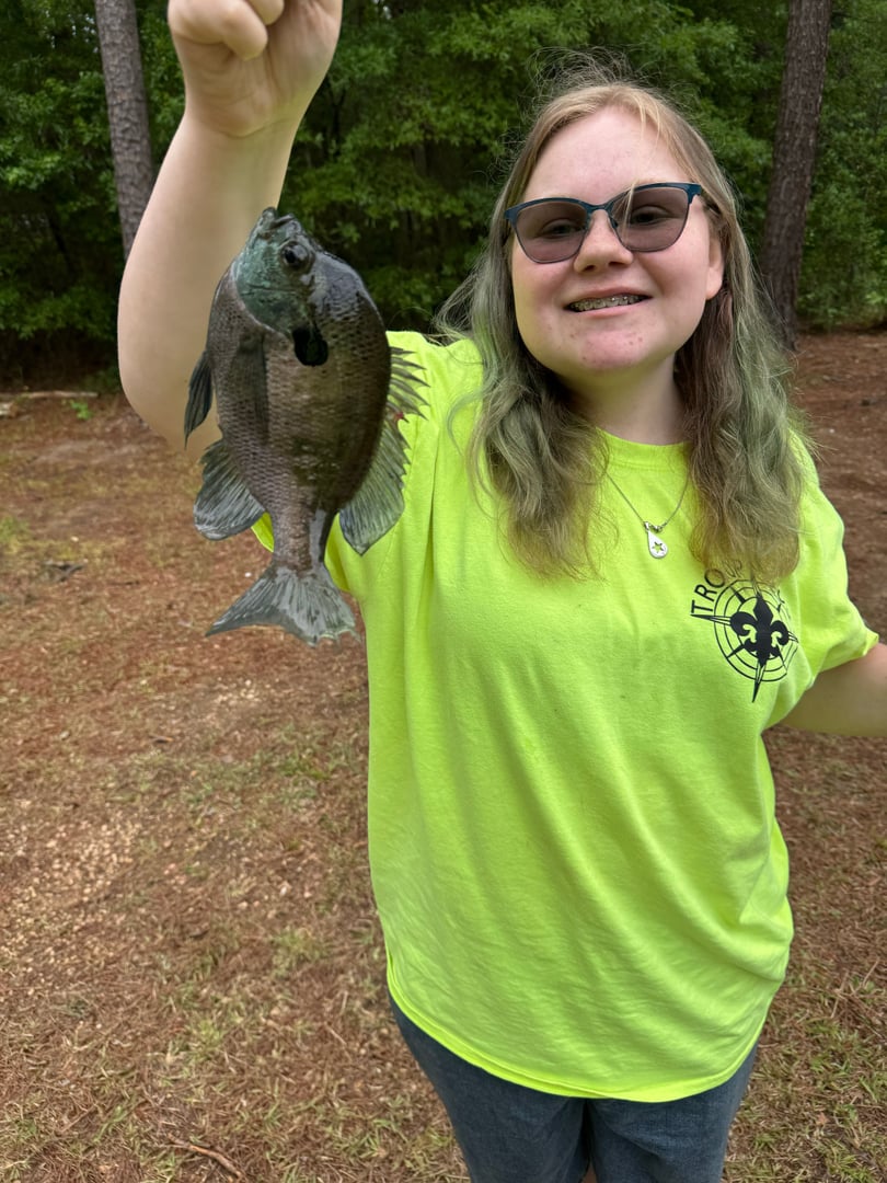 Bluegill caught by Adam Schwegel