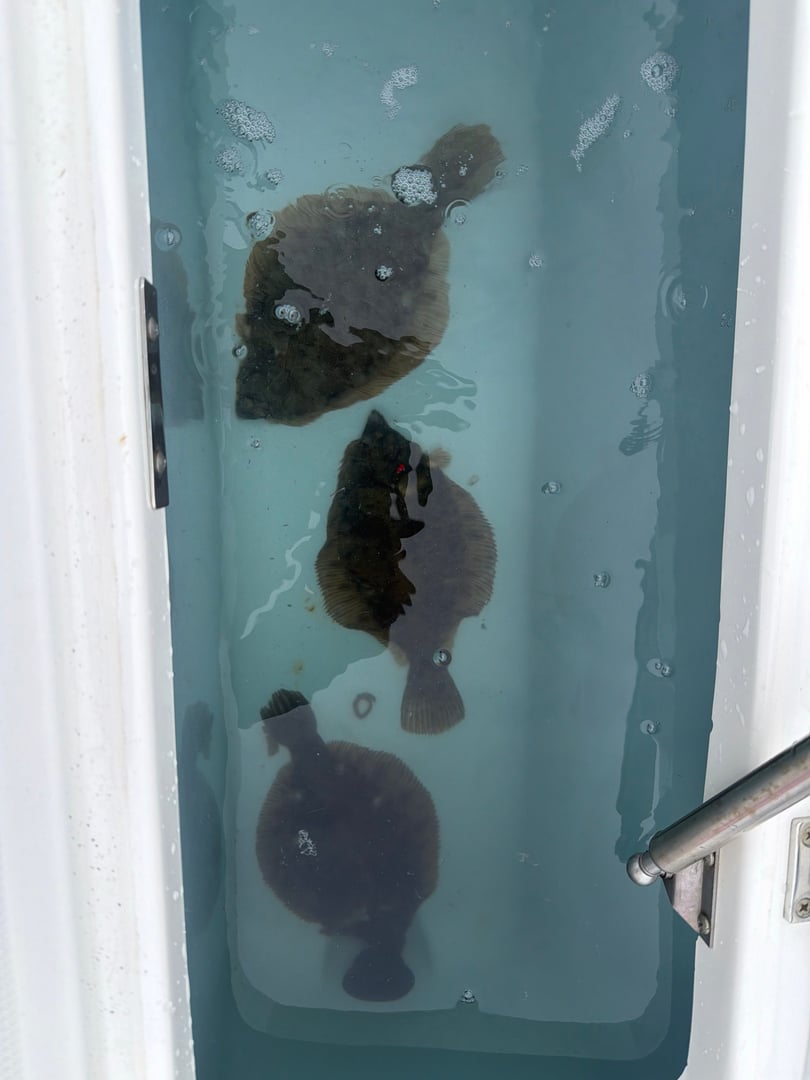 Winter Flounder caught by Kristopher Meola