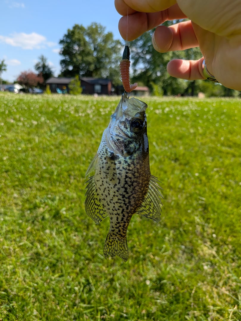 Black Crappie caught by Scott Van Wye