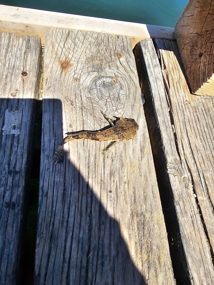 Sculpin  caught by mr. Jay
