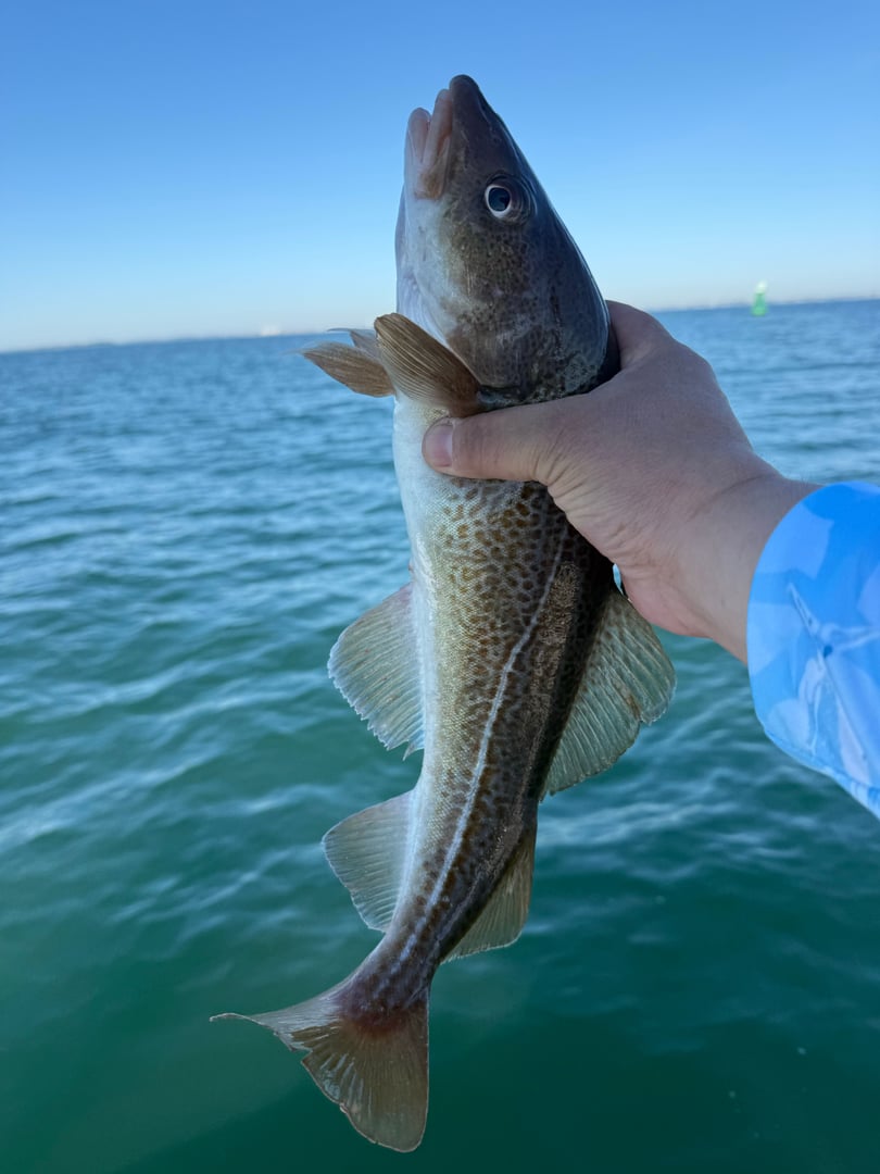 Cod caught by Matt Maderos