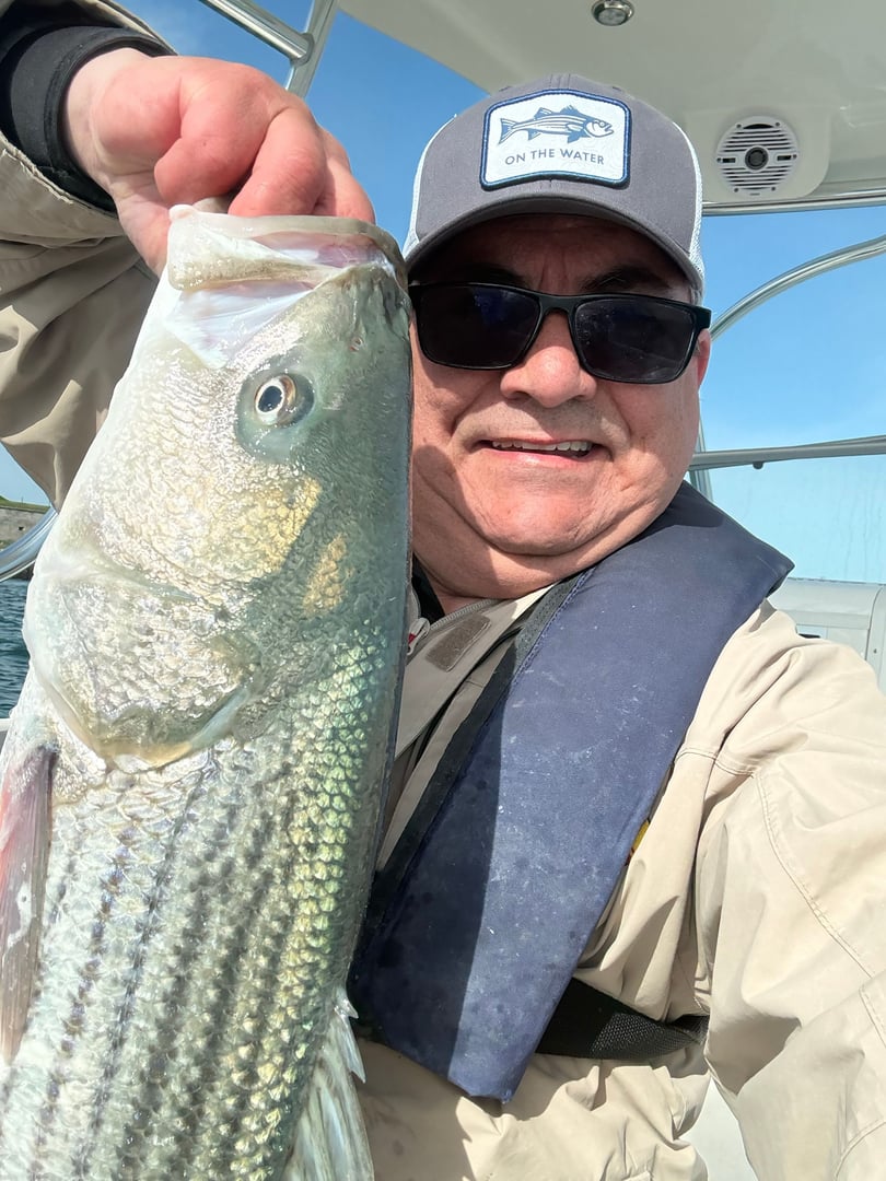 Striped Bass caught by Matt Maderos
