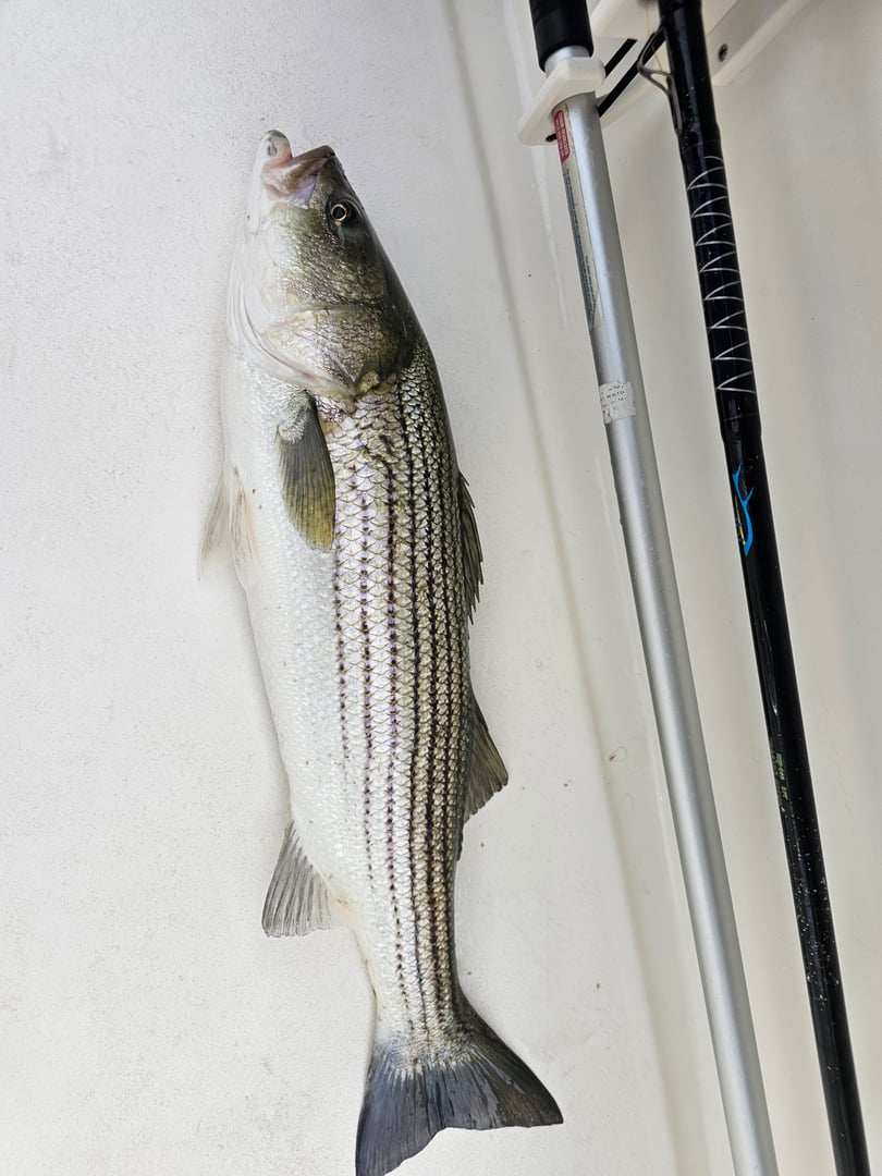 Striped Bass caught by Lee Hatton