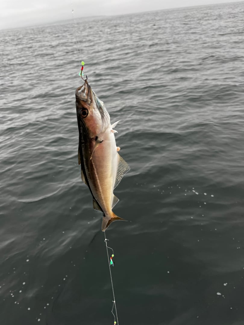 Atlantic Pollock caught by Derric Souza