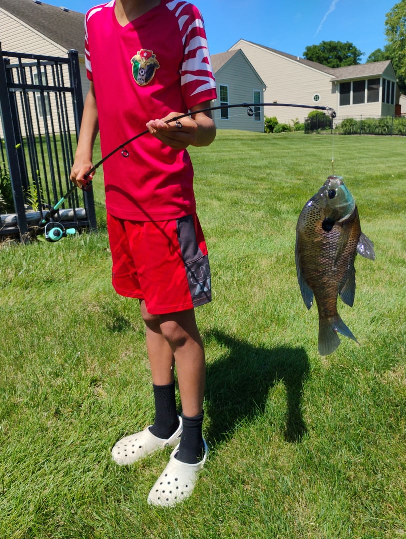 Bluegill caught by Yazan Abuhassan