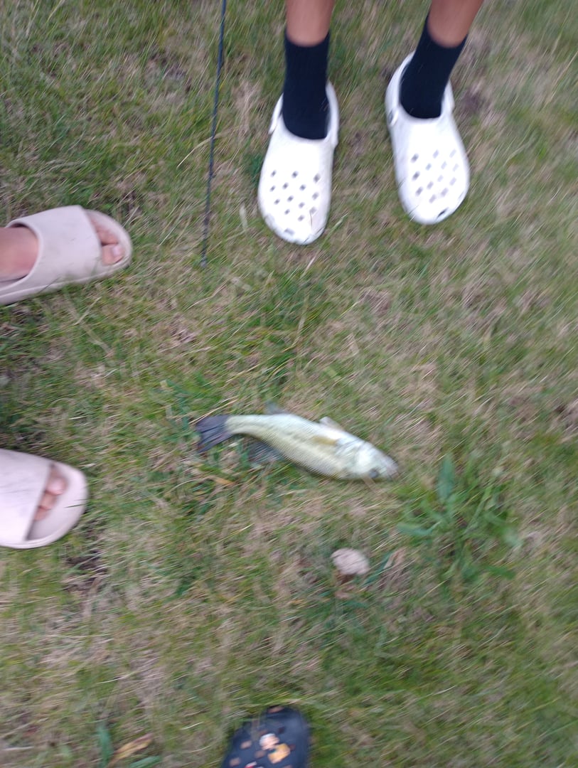 Smallmouth Bass caught by Yazan Abuhassan