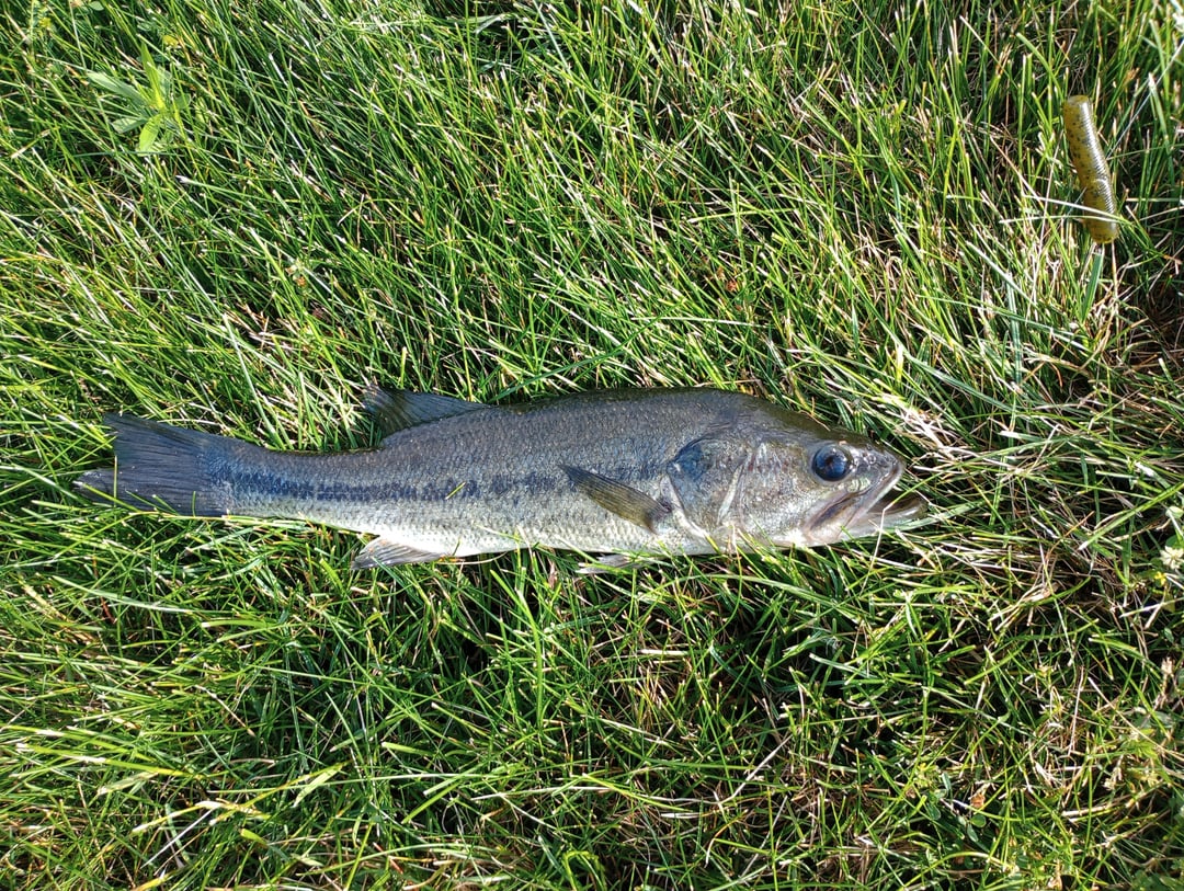 Smallmouth Bass caught by Yazan Abuhassan
