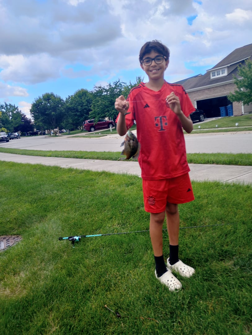Bluegill caught by Yazan Abuhassan