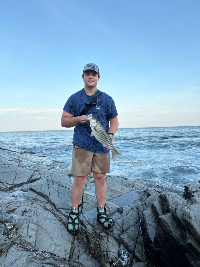 Striped Bass caught by joebasso18